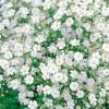 かすみ草 種 【 コベントガーデンマーケット 】 実咲