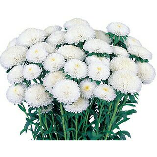 アスター 種 【 あずみ ホワイト 】 5ml （ アスターの種 ）