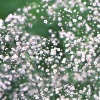 宿根かすみ草 種 【 八重咲き 】 実咲