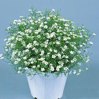 ジプソフィラ かすみ草 種 【 ジプシー ホワイト 】 1000粒 （ ジプソフィラ かすみ草の種 ）