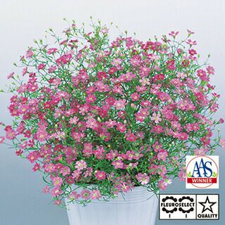 ジプソフィラ かすみ草 種 【 ジプシー ディープローズ 】 1000粒 （ ジプソフィラ かすみ草の種 ）