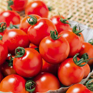 トマト 種 【 ミニトマト 千果９９ 】 ペレット1000粒 ( トマトの種 )