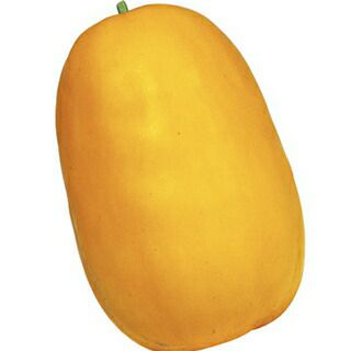 マクワウリ 種 【 金俵 】 500粒 ( マクワウリの種 )