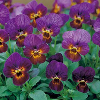 ビオラ 種 【 ビビ プラムアンティーク 】 1000粒 （ ビオラの種 ）