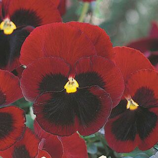 パンジー 種 【 F1ピカソ レッドブロッチ 】 クリスタルコート1000粒 （ パンジーの種 ）