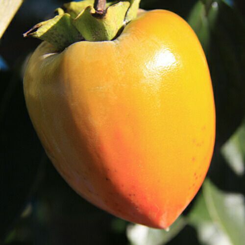 果樹苗 渋柿 【 富士柿 1年生苗 】