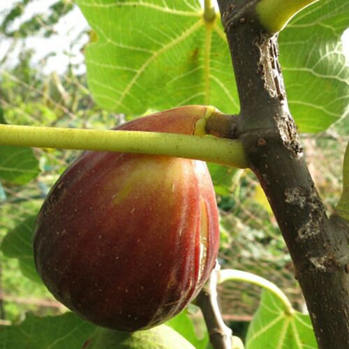 果樹苗 イチジク 【 ブルー・セレスト 1年生苗 】