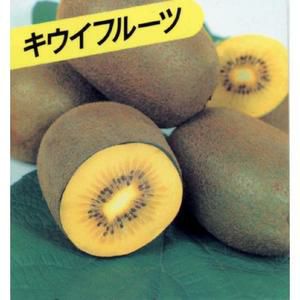 果樹苗 キウイ 【 ジャンボイエロー 1年生苗 】