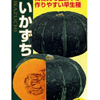 カボチャ 種 【 いかずち 】 100粒 ( カボチャの種 )