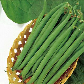 インゲン 種 【 つるなし菜豆 レグルス 】 1L ( インゲンの種 )