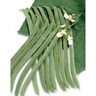 インゲン 種 【 つるあり菜豆 ケンタッキーワンダー 】 1dl ( インゲンの種 )