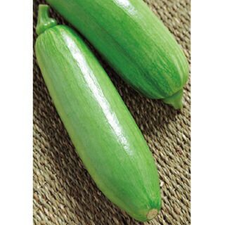 カボチャ 種 【 リッチーナ 】 ＧＦ（１８粒） ( カボチャの種 )