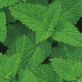 ハーブ 種 【 レモンバーム 】 実咲