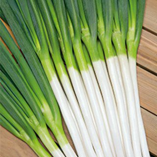 ネギ 種 【 初夏一文字 】 ペレット5千粒（2L） ( ネギの種 )