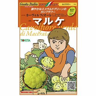 カリフラワー 種【 マルケ 】