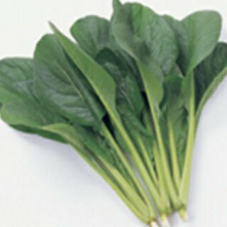 コマツナ 種 【 はまつづき 】 20ml ( コマツナの種 )