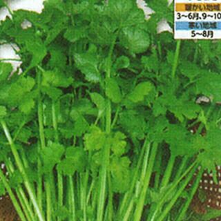 中国野菜 種 【 スープセロリ 】 実咲