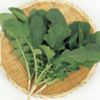 葉ダイコン 種 【 葉大臣 】 実咲