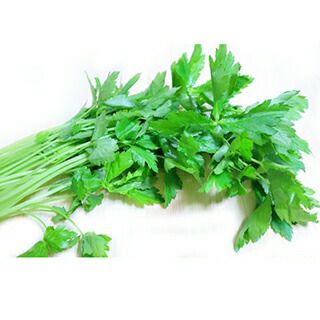 宿根野菜 ミツバ 10.5cmポット苗（山菜 健康 みつば 三つ葉）