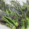 宿根野菜 タラノキ 10.5cmポット苗（山菜 健康 たらのめ タラノメ タラの芽 ）