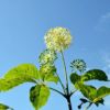 宿根野菜 エゾウコギ 10.5cmポット苗（山菜 健康 ウコギ 蝦夷ウコギ ）