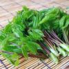 宿根野菜 コシアブラ 10.5cmポット苗（山菜 健康 こしあぶら）