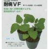 ナス台木 種 【 耐病VF 】 1000粒 ( ナス台木の種 )