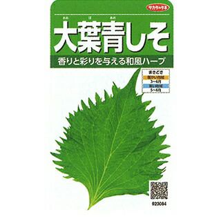 葉菜 種 【 大葉青しそ 】 実咲