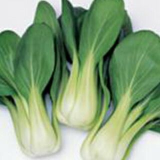 チンゲンサイ 種 【 チンゲンサイ 艶帝（えんてい） 】 ペレット5千粒 ( チンゲンサイの種 )