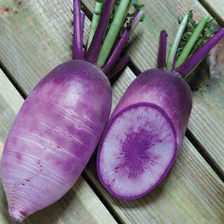 ダイコン 種 【 紫師舞 】