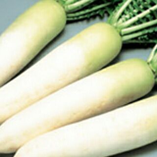 ダイコン 種 【 献夏青首 】 実咲