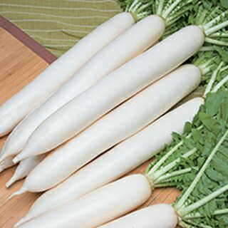 ダイコン 種 【 輝八洲 】