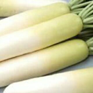 ダイコン 種 【 冬しぐれ 】 ペレット5千粒 ( ダイコンの種 )