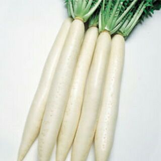 ダイコン 種 【 耐病干し理想 】