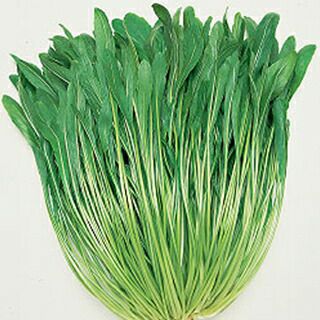 水菜 種 【 晩生千筋京水菜 】 1L ( 水菜の種 )