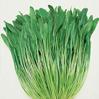 水菜 種 【 晩生千筋京水菜 】 1dl ( 水菜の種 )