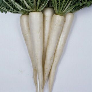 ダイコン 種 【 花知らず早太り時無 】
