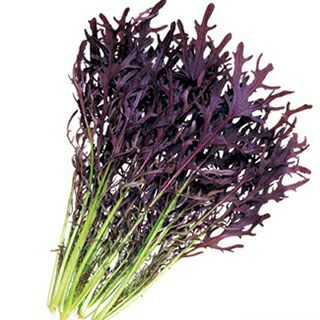 からし菜 種 【 コーラルリーフ プルーム 】