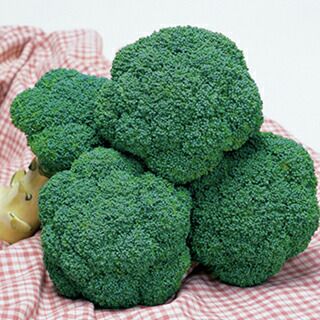 ブロッコリー 種 【 トップギア 】