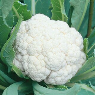 カリフラワー 種 【 スノープリン 】