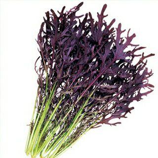 からし菜 種 【 コーラルリーフ フェザー 】 2dl ( からし菜の種 )