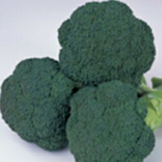 ブロッコリー 種 【 グリーンキャノン 】 2000粒 ( ブロッコリーの種 )