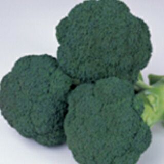 ブロッコリー 種 【 グリーンキャノン 】 ペレット5千粒 ( ブロッコリーの種 )