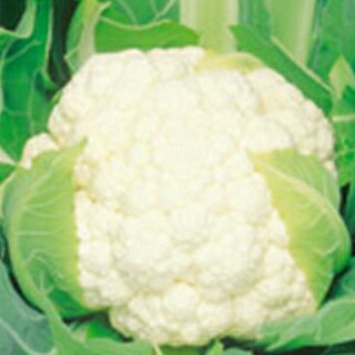 カリフラワー 種 【 ブライダル 】 実咲