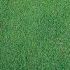 芝生 種 【 ベントグラス A－1 】 500g ( 芝生の種 )