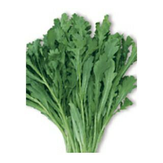 春菊 種 【 生でもおいしい春菊　きくまろ 】 実咲