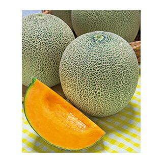 メロン 種 【 レノンウエーブ 】 100粒 ( メロンの種 )