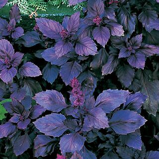 バジル 種 【 ダークオパール 】