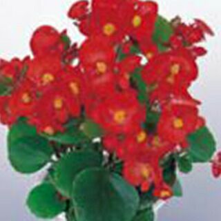 ベゴニア 種 【 アンバサダー　ミックス 】 実咲