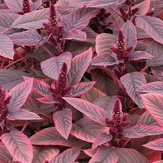 アマランサス 種 【 ベルベットカーテン 】